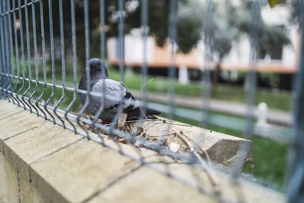 Tiro Enfoque Superficial Una Paloma Detrás Una Valla Aire Libre — Foto de Stock