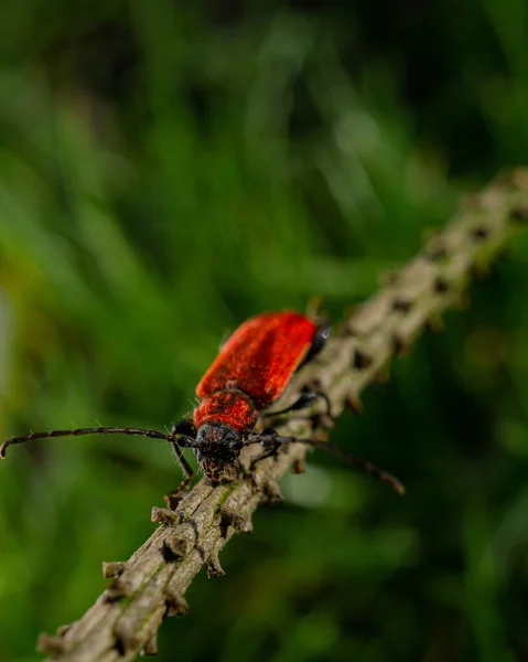 Colpo Verticale Pyrrhidium Sanguineum Rosso — Foto Stock