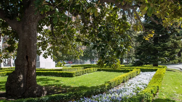 Big Tree Green Garden Sunny Day Outdoors — Stock Photo, Image