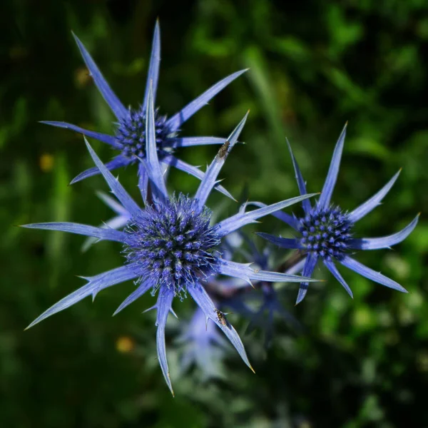 3本の雑草植物の垂直ショット — ストック写真