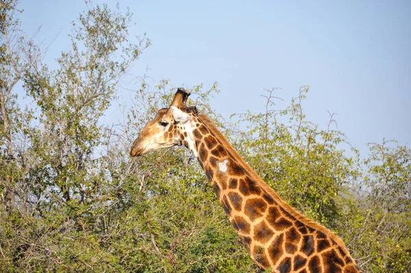 Plan Horizontal Profil Latéral Girafe Faune Africaine — Photo