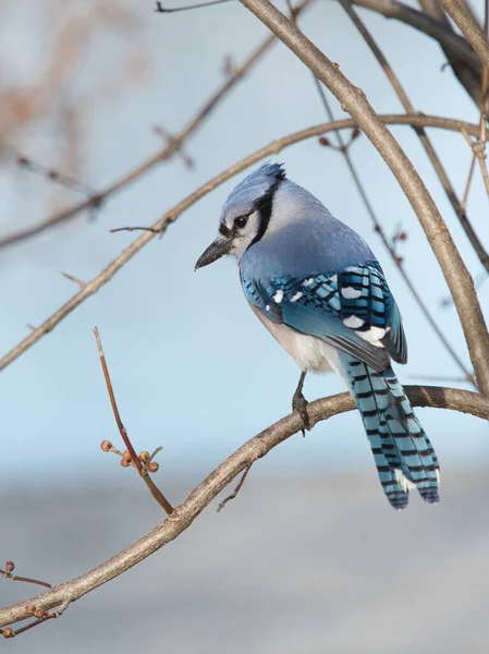 Eine Vertikale Aufnahme Eines Schönen Blauen Eichelhäher Vogels Cyanocitta Cristata — Stockfoto