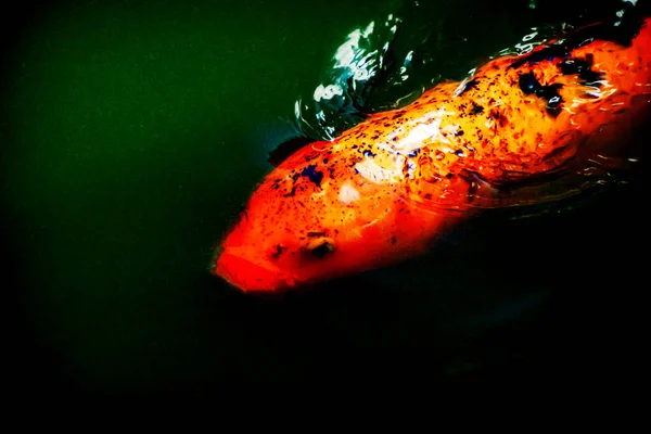 Koi Fish Undervattens Gosford Regional Gallery Och Edogawa Minnesträdgård Nsw — Stockfoto