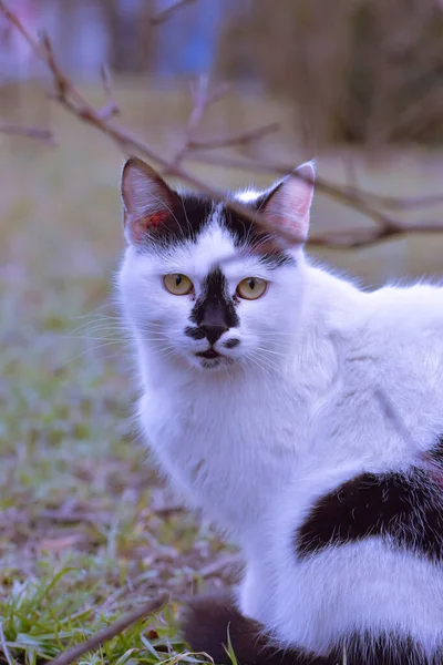 Enfoque Selectivo Gato Blanco Negro Con Ojos Amarillos —  Fotos de Stock