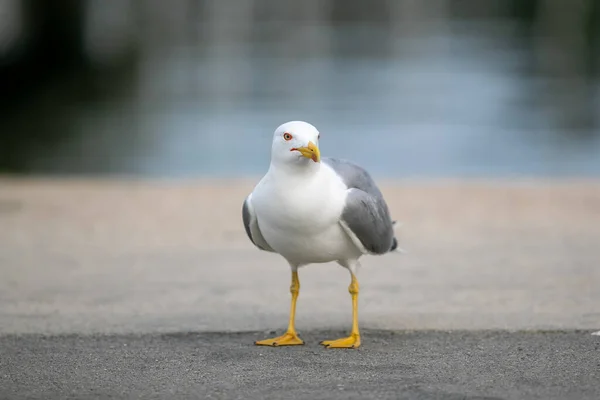 Oiseau Mouette Bord Lac Dans Parc — Photo