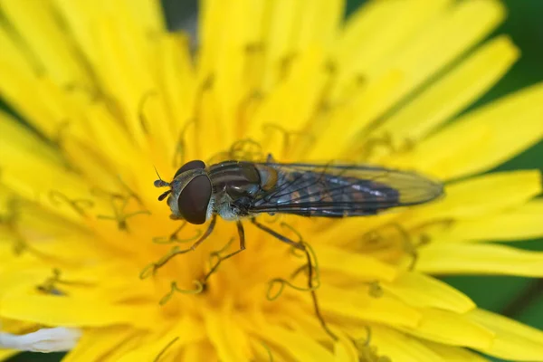 Gros Plan Insecte Mineur Mâle Ventre Rouge Sur Fleur Jaune — Photo