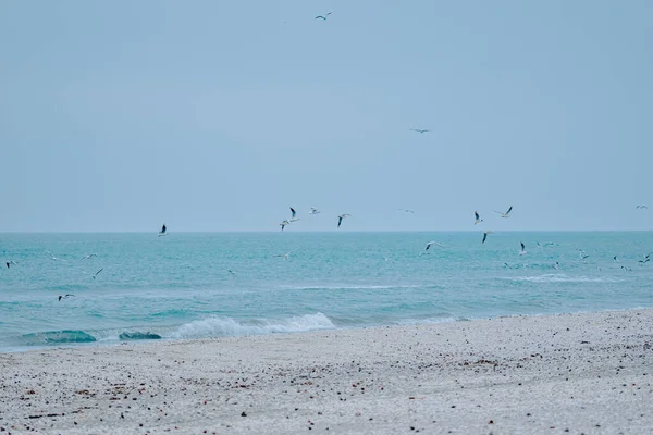 Зграя Птахів Летять Пляжі Вранці — стокове фото