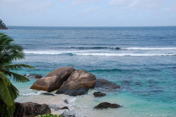 Primo Piano Una Riva Dell Oceano Con Rocce Foglie Palma — Foto Stock