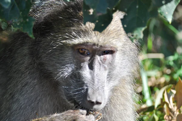 Portrait Chacma Baboon Papio Ursinus African Wildlife — Stock Photo, Image