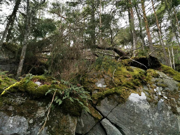 ノルウェーのレックヴィクの森の乾燥植物の閉鎖ショット — ストック写真