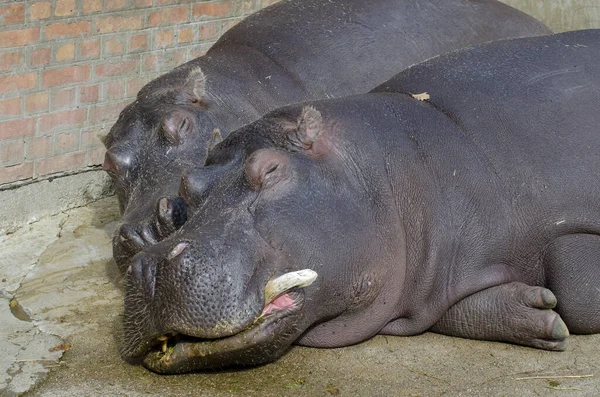 Dwóch Hipopotamów Śpiących Zoo — Zdjęcie stockowe