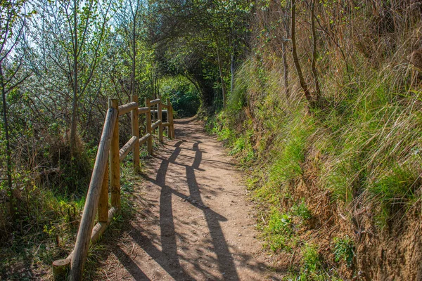 Uma Bela Vista Uma Estrada Cercada Por Árvores Plantas — Fotografia de Stock