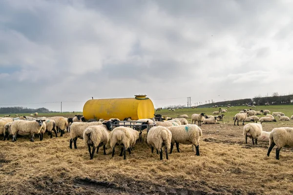 Rebanho Ovelhas Comendo Alimentador Metal Fazenda Verde Terra Aberta — Fotografia de Stock