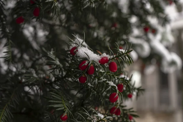 Een Taxus Bes Tre Bedekt Met Sneeuw — Stockfoto