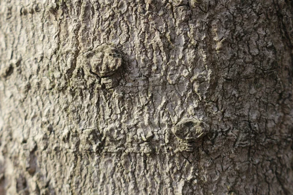 Popraskané Stromové Kůry Textury Pozadí — Stock fotografie