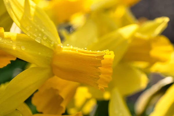 Primer Plano Narcisos Florecientes —  Fotos de Stock