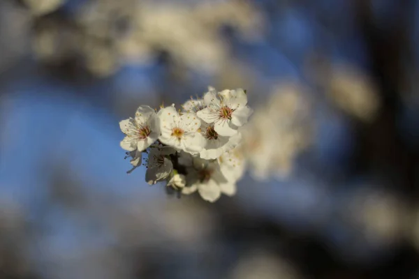 Gros Plan Belle Fleur Cerisier Blanc Dans Jardin — Photo