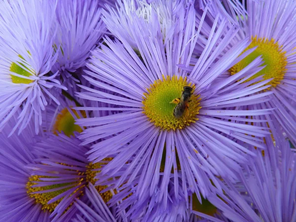 Detailní Záběr Včely Fialové Květině — Stock fotografie