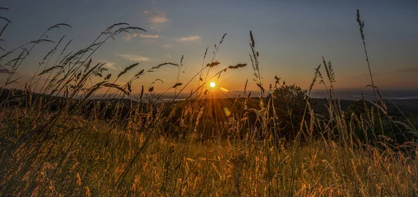 Тростині Під Час Заходу Сонця — стокове фото