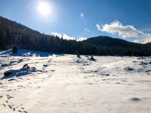 晴れた日の美しい雪の森の魅惑的な景色 — ストック写真