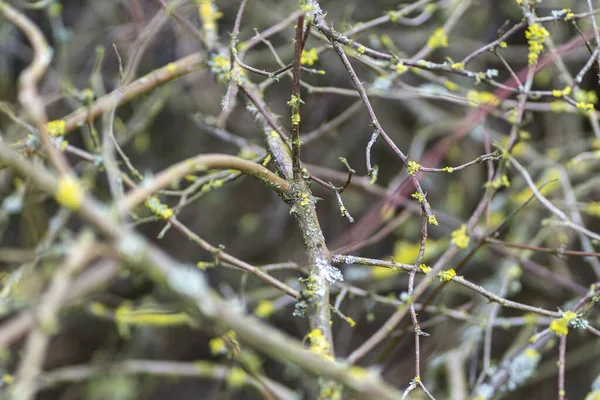 満開の木の枝のクローズアップショット — ストック写真