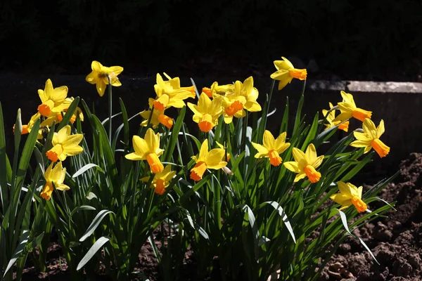 Uma Bela Vista Das Flores Amarelas Narciso Jardim — Fotografia de Stock