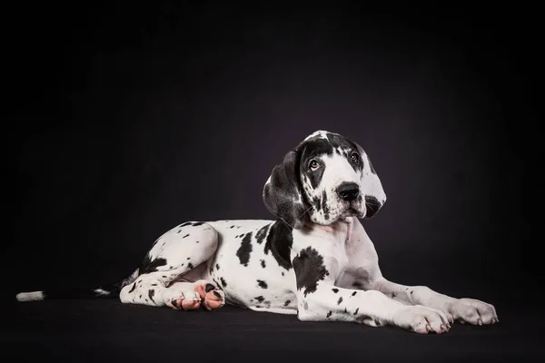 Adorável Manchado Grande Dane Filhote Cachorro Fundo Preto — Fotografia de Stock