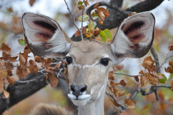 Retrato Close Fêmea Maior Kudu Tragelaphus Strepsiceros — Fotografia de Stock