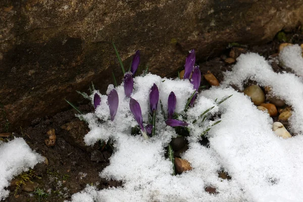 Purple Crocuses Grew Snow Spring — Stock Photo, Image