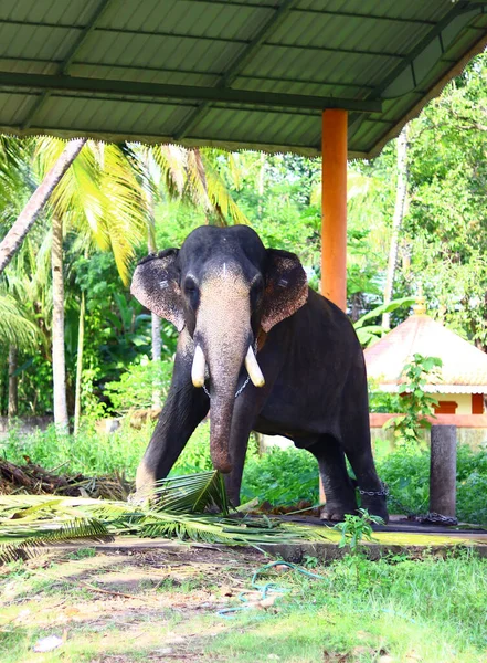 Вертикальный Снимок Молодого Цейлонского Слона Цепью Ногах — стоковое фото