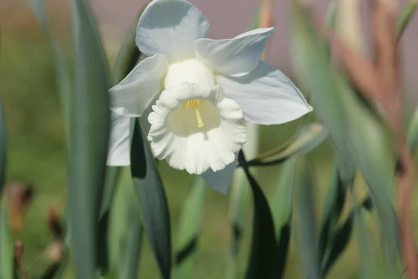 花园里一只白色水仙花的特写镜头 — 图库照片
