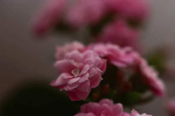 Tiro Foco Seletivo Belas Rosas Rosa Pequenas — Fotografia de Stock