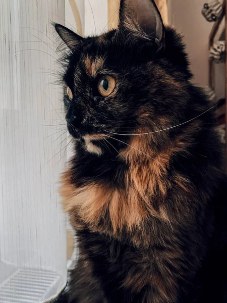 Vertical Shot Fluffy Cat Looking Window — Stock Photo, Image