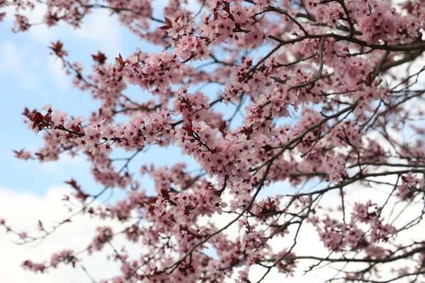 Hermoso Cerezo Florecido Primavera — Foto de Stock