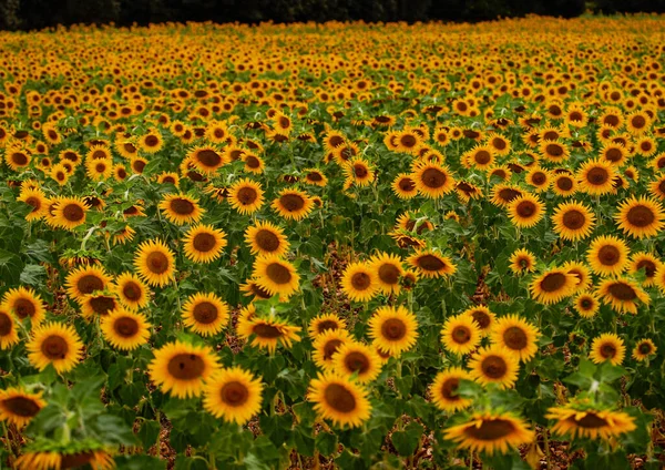 Campo Girassol Vibrante Cênico — Fotografia de Stock