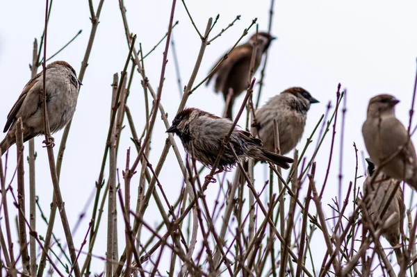 Eine Nahaufnahme Von Kleinen Spatzenvögeln Auf Einem Ast — Stockfoto