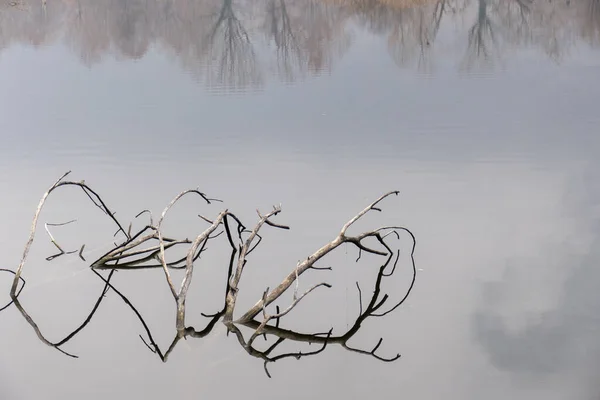 Rami Secchi Lago Che Riflettono Gli Alberi Autunnali — Foto Stock