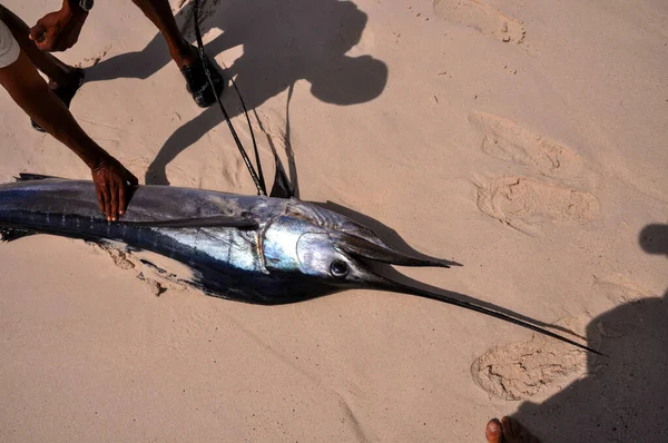 Black Man Found Indo Pacific Sailfish Istiophorus Platypterus Sandy Beach — Stock Photo, Image