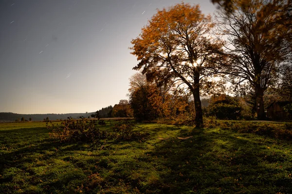 Een Prachtig Uitzicht Majestueus Gedecentreerde Bomen Zonnestralen Herfst — Stockfoto