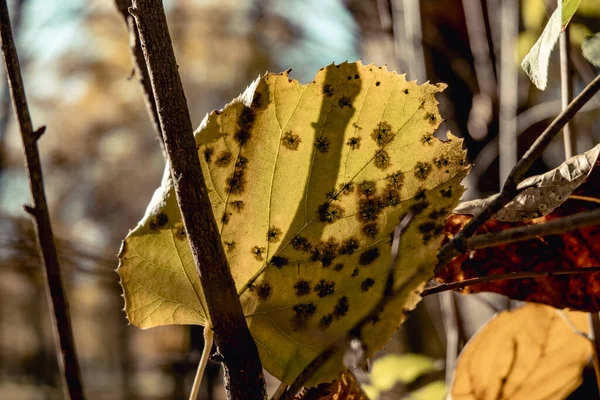 Closeup Yellow Autumn Leaf Sunlight — Stock Photo, Image