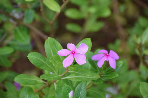 Tiro Foco Seletivo Rosa Catharanthus Roseus Flor Mumbai Índia — Fotografia de Stock