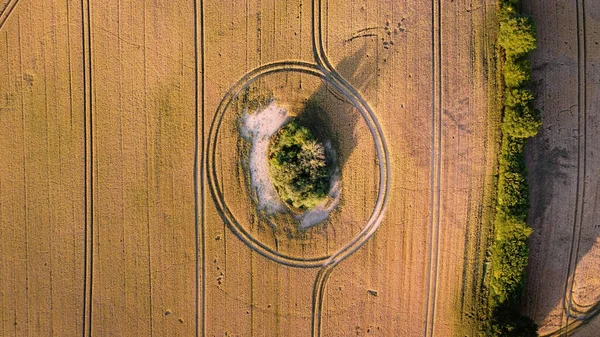Yolun Kenarındaki Tarladaki Izole Ağacın Kuş Bakışı Görüntüsü — Stok fotoğraf
