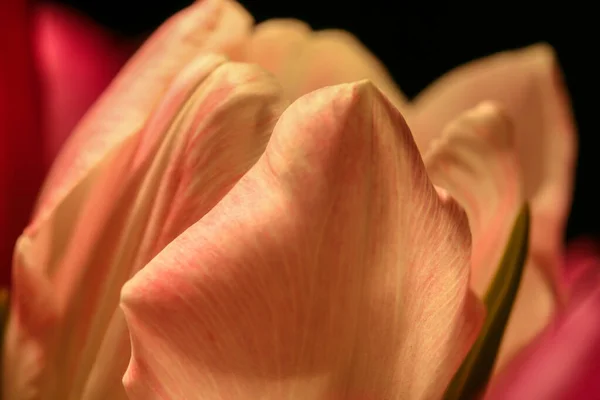Details Blooming Red Tulips Backlight — Stock Photo, Image