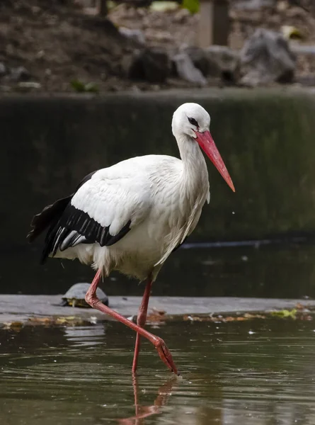 Ein Vertikaler Schuss Eines Storchs Einem Teich — Stockfoto