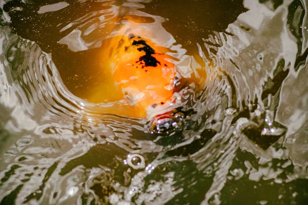 Peixe Koi Galeria Regional Gosford Jardim Comemorativo Edogawa Nsw — Fotografia de Stock