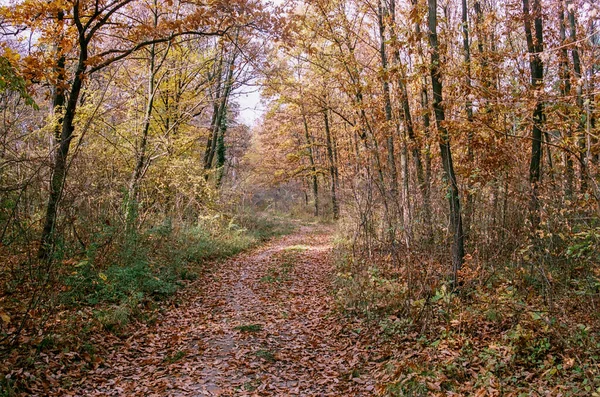 Beau Plan Sentier Travers Une Forêt Automne — Photo
