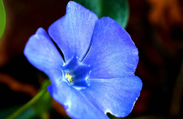 Närbild Vacker Vinca Mindre Blomma — Stockfoto