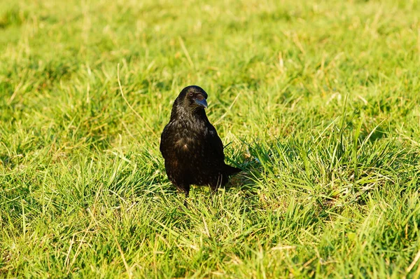 Corbeau Dans Prairie Regarde Ces Oiseaux Urbains Intelligents Surveillent Très — Photo