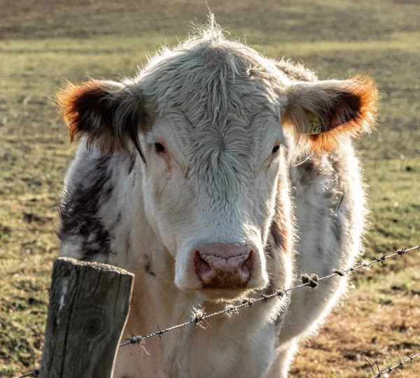 Close Uma Vaca Engraçada Bonito — Fotografia de Stock