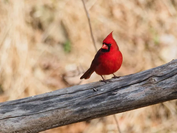 Gros Plan Beau Cardinal Nord Redbird Assis Sur Une Branche — Photo